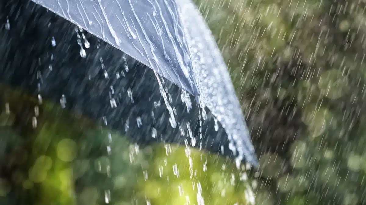 L’incroyable verdissement du Sahara après les dernières pluies