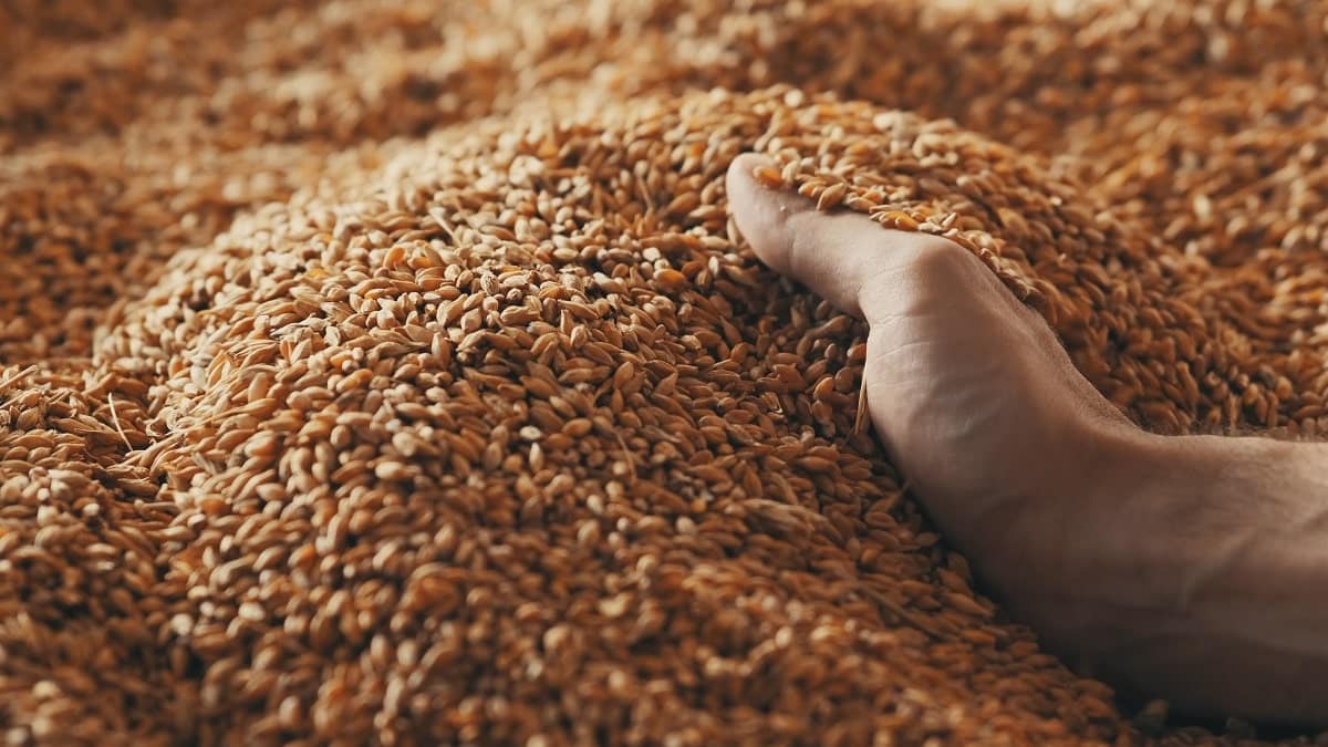 Céréales : reprise « spectaculaire » des importations de l’Algérie de France