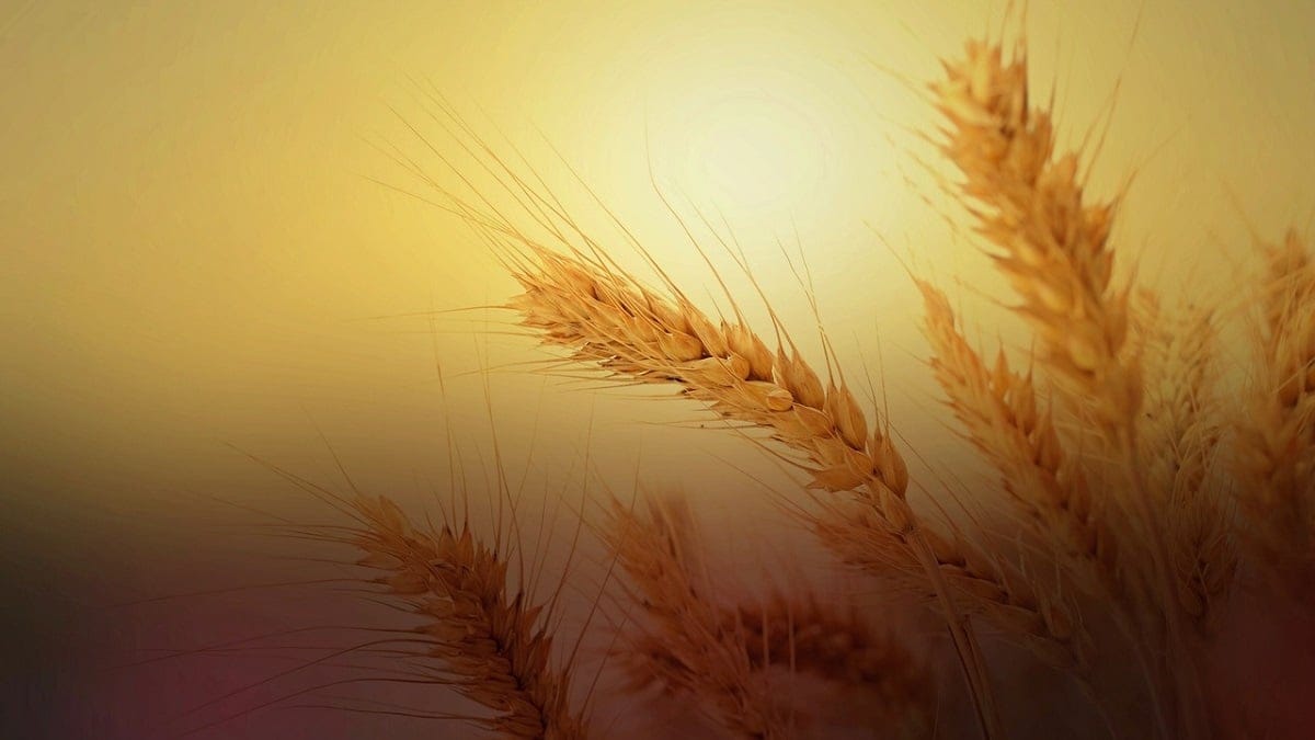 Céréales : l’Algérie reconduit une importante subvention aux agriculteurs