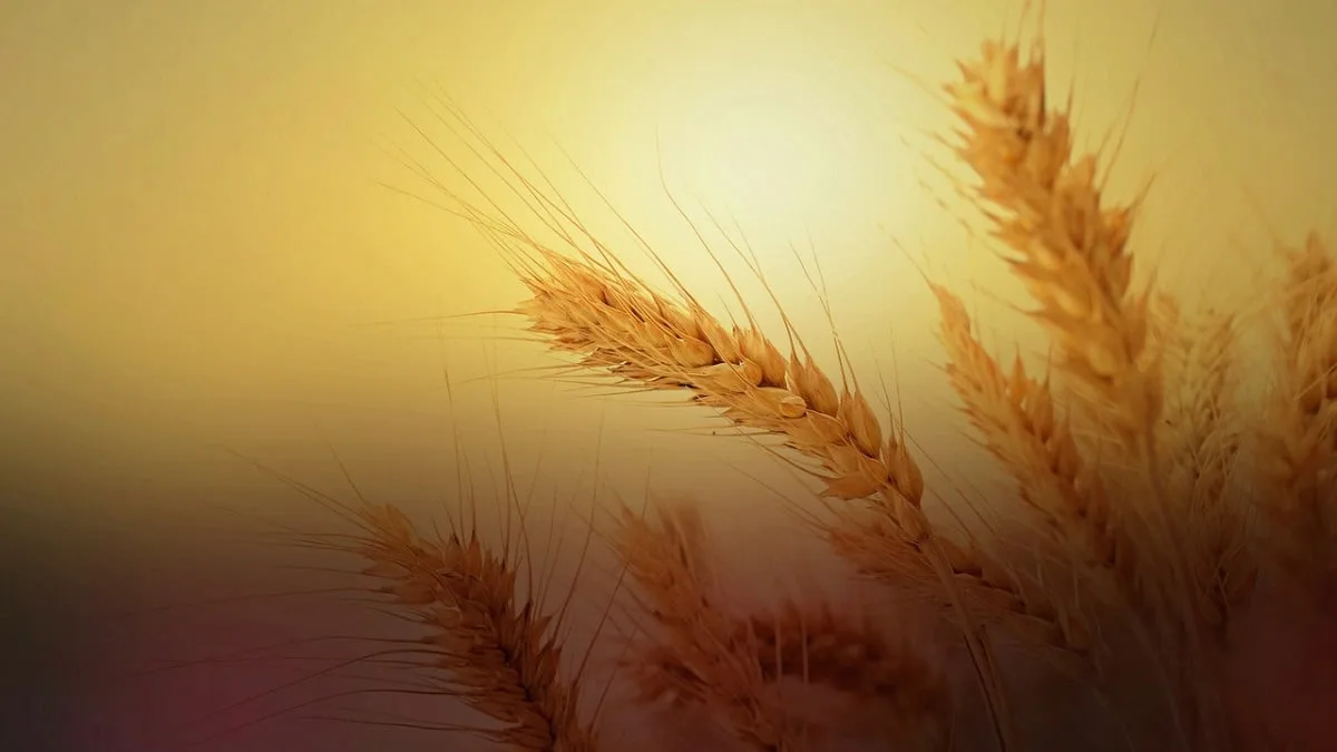 Céréales : l’Algérie reconduit une importante subvention aux agriculteurs