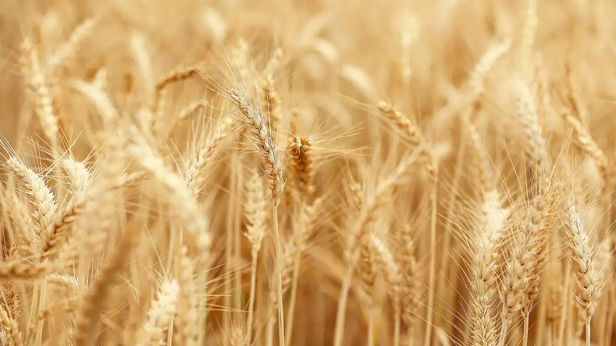 Blé : comment l’Algérie peut économiser plus de 60 dollars la tonne