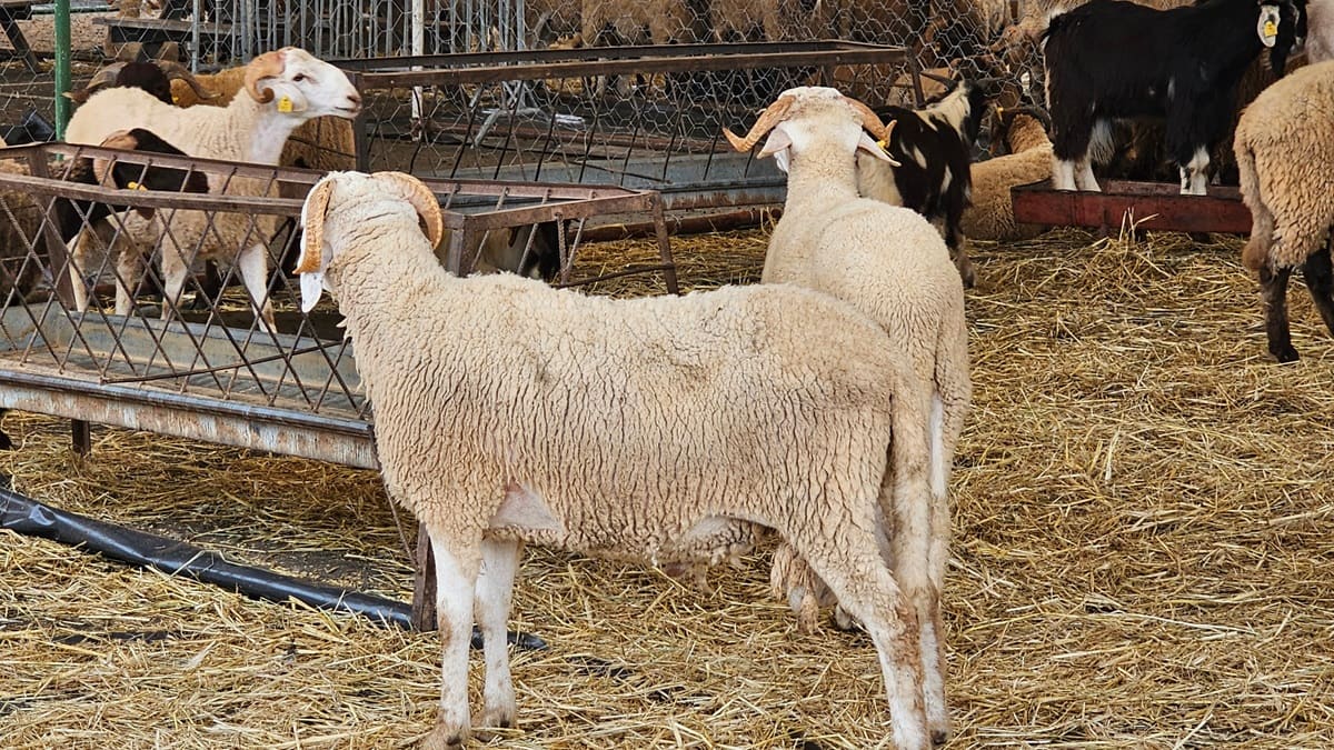 Moutons en Algérie : le prix d’un agneau de 3 jours suscite la controverse