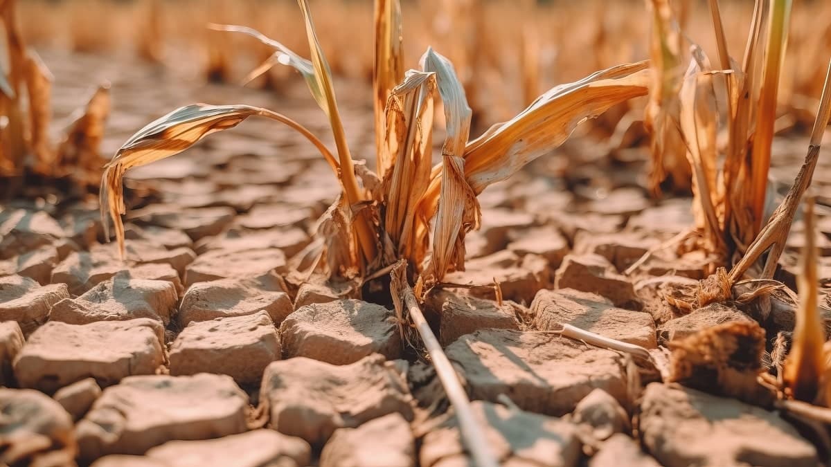 Blé : des images inquiétantes de la sécheresse dans l’Ouest de l’Algérie