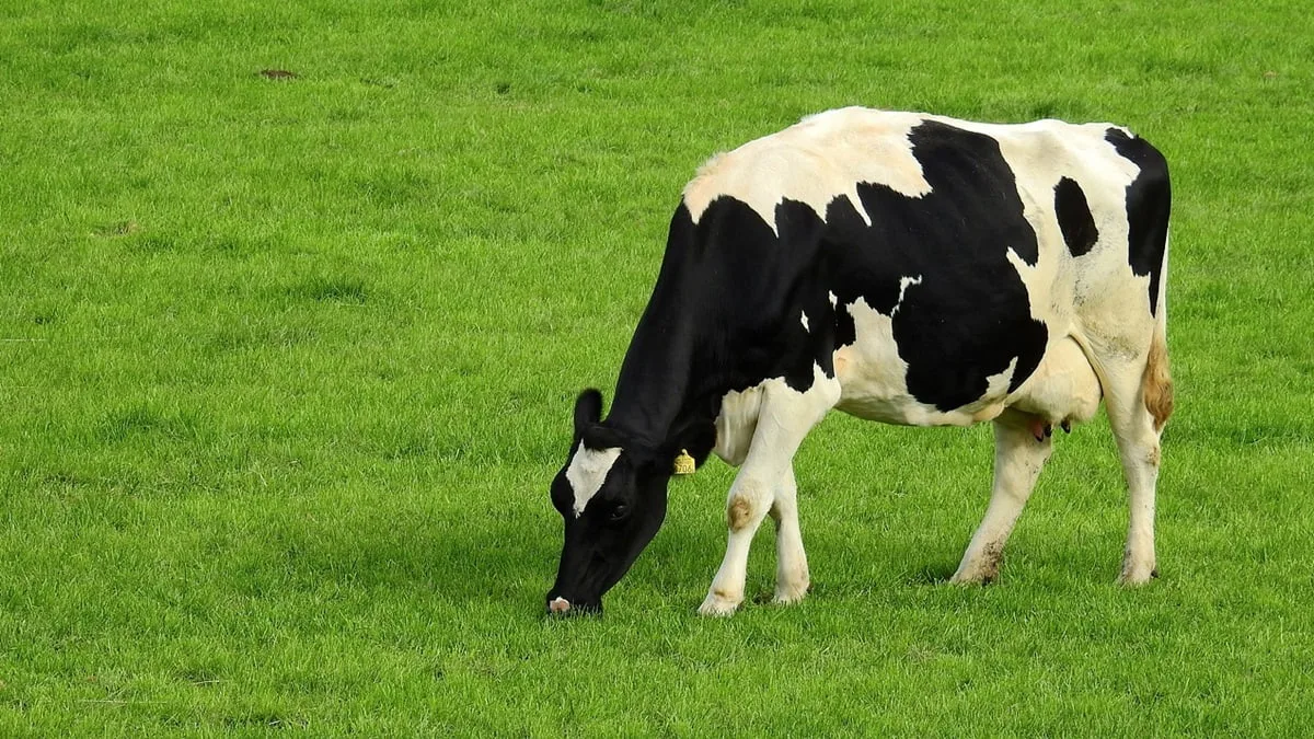 Algérie : les vaches françaises menacées par les irlandaises