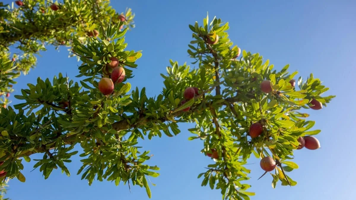 L’arbre qui produit l’huile la plus chère au monde renait en Algérie