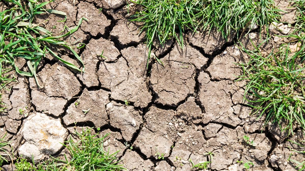 Céréales en Algérie : la sécheresse menace la récolte de 2025