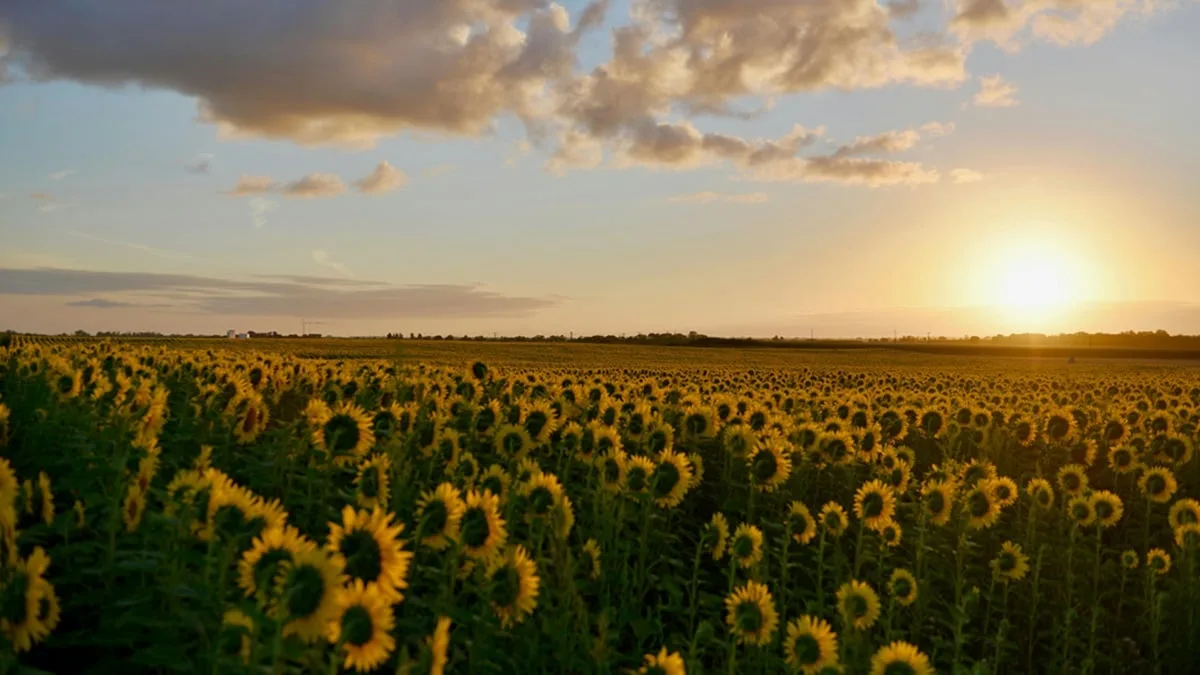 Tournesol en Algérie : surface dédiée en 2025 et enjeux stratégiques