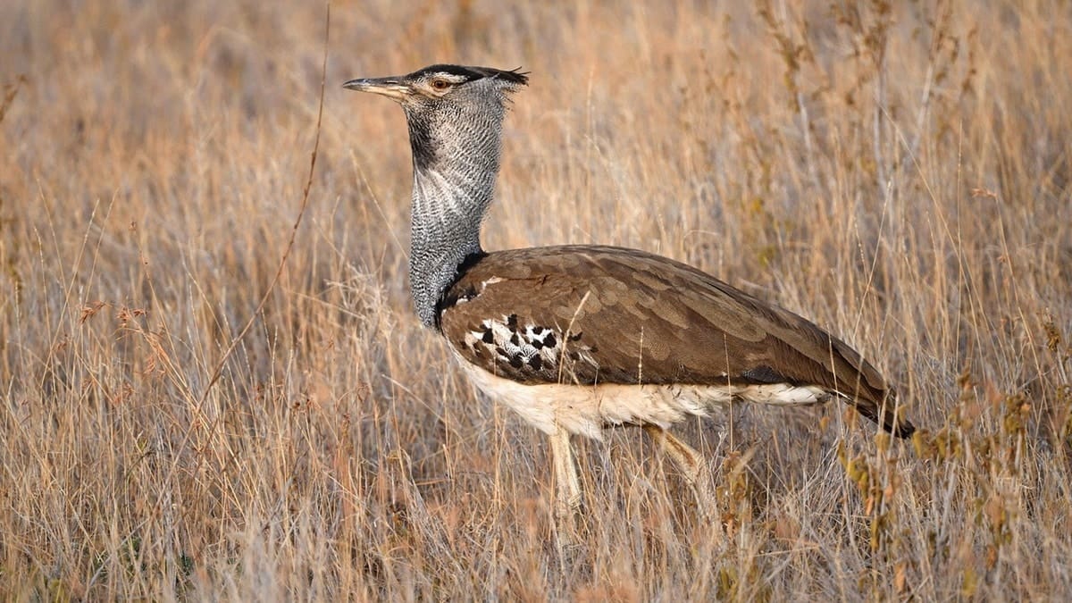 Algérie : cet oiseau rare réapparaît après plus de 30 ans d’absence