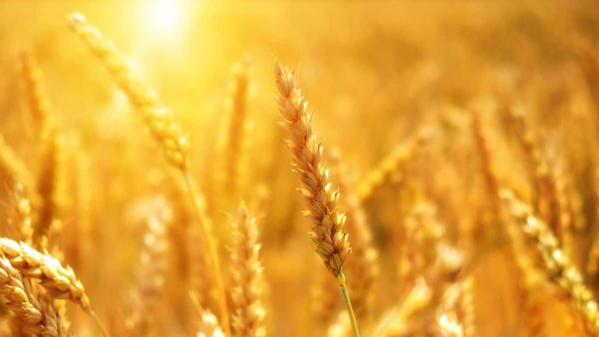 Exportation de blé français vers l’Algérie : « Aujourd’hui, c’est zéro »