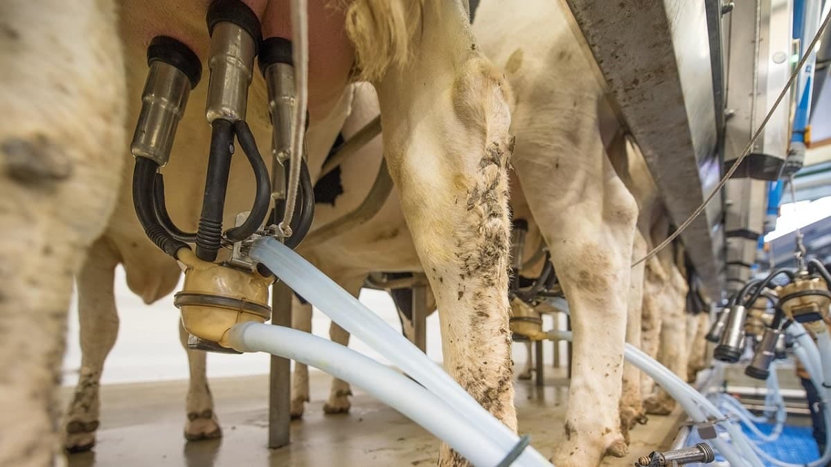L’Algérie fixe des règles strictes de vente du lait de vache en sachet
