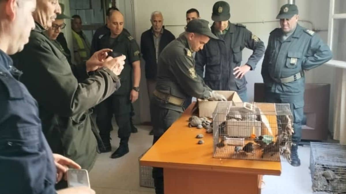 Animaux en voie de disparition : vaste saisie sur un marché en Algérie