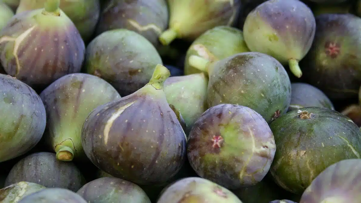 Les figues de Beni Maouche, les seules labellisées en Algérie