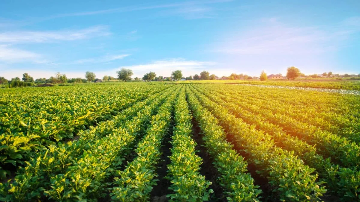 La France s&rsquo;intéresse à la pomme de terre algérienne 