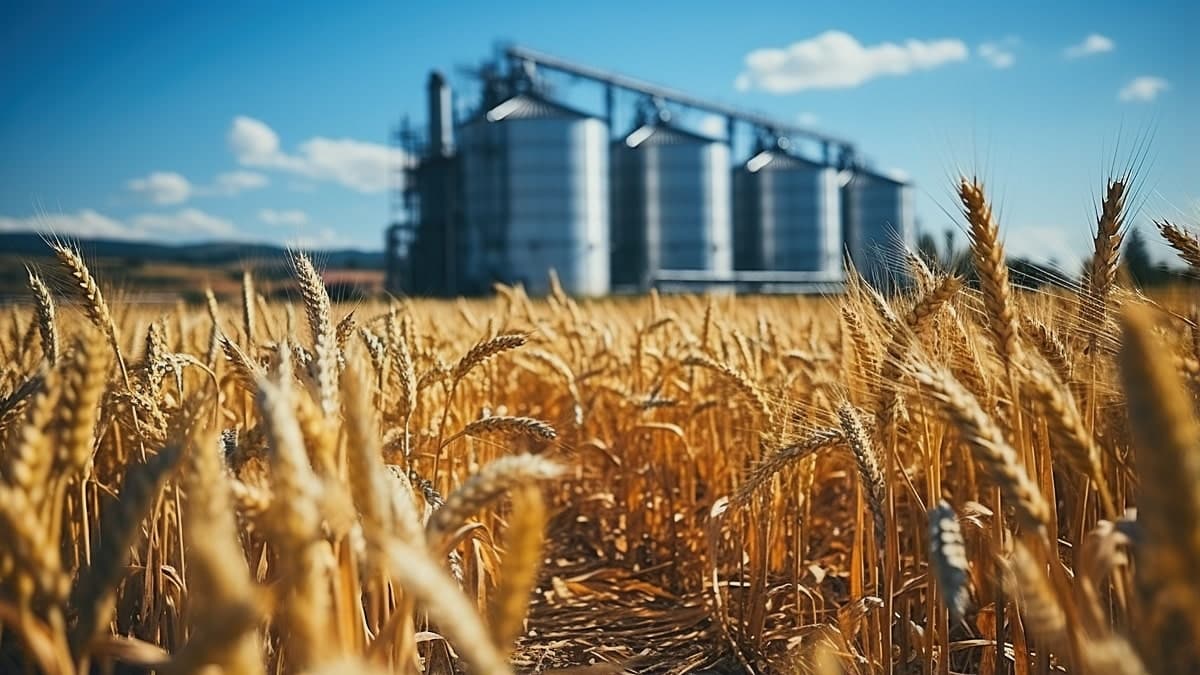 Blé : l’Algérie relance ses importations sur fond de baisse des prix