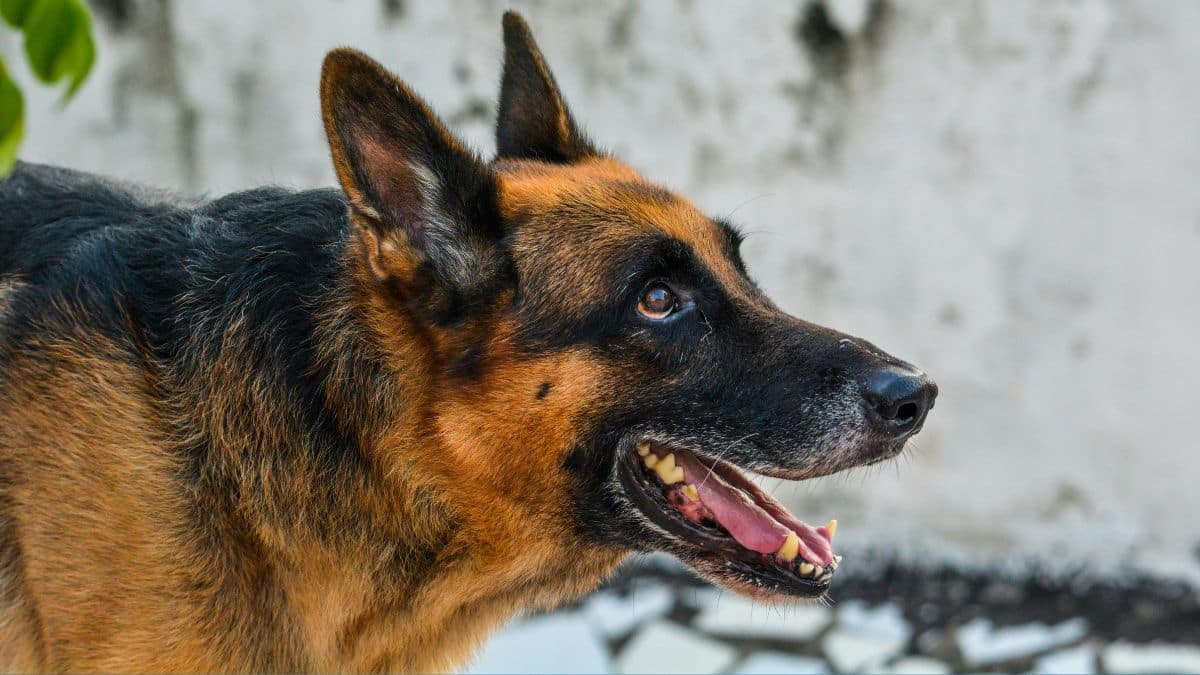 Algérie : mordus par un chien, deux enfants meurent de la rage