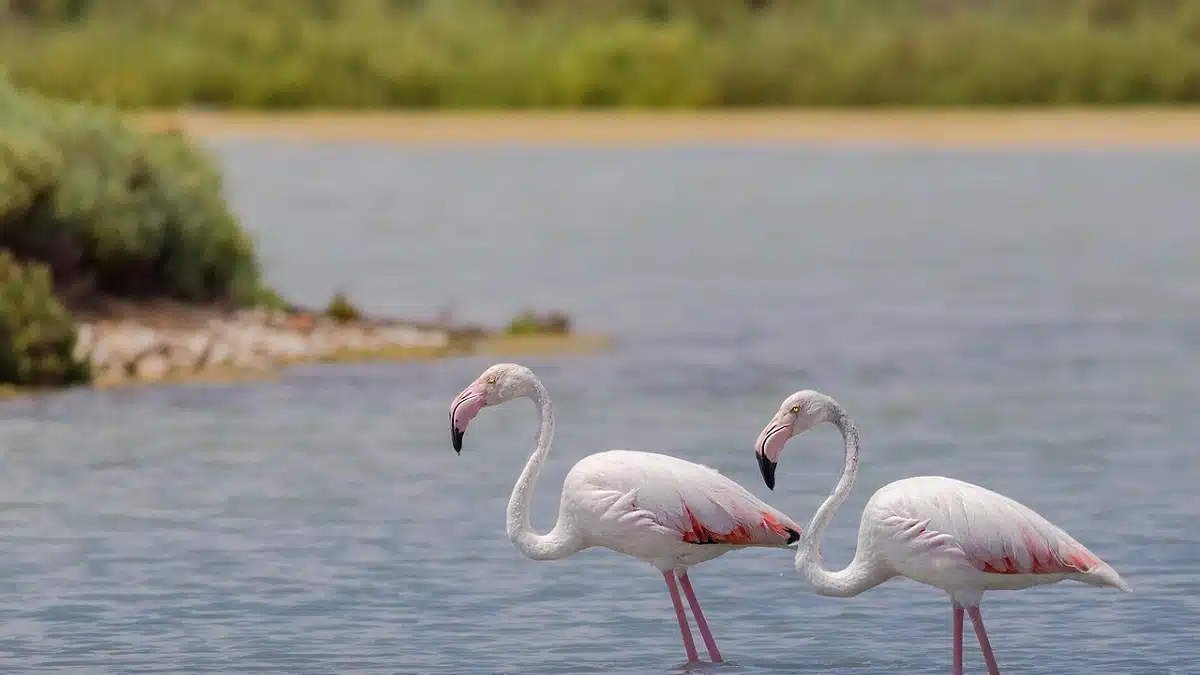 Un Parc safari en plein cœur d’Alger