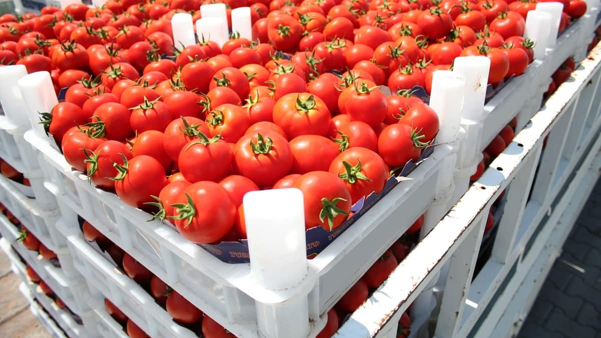 Algérie : la surproduction agricole s’étend à la filière tomate