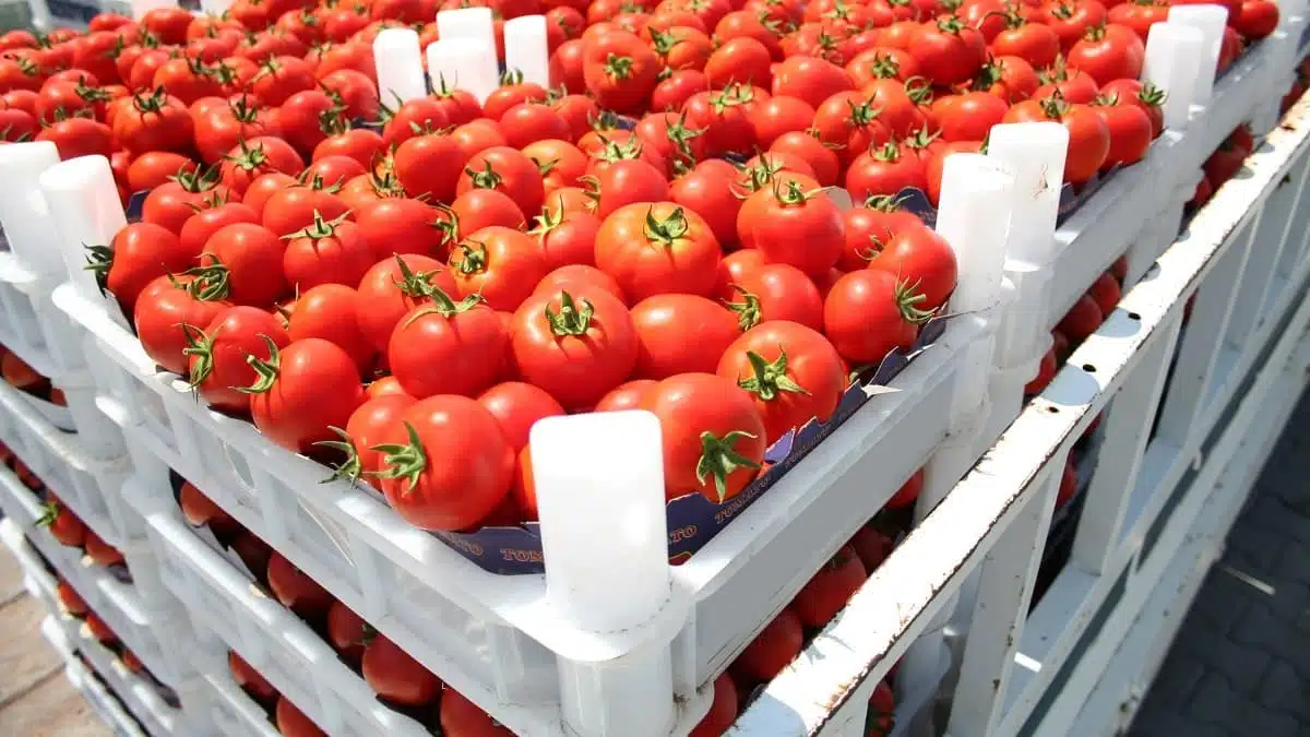 Algérie : la surproduction agricole s’étend à la filière tomate