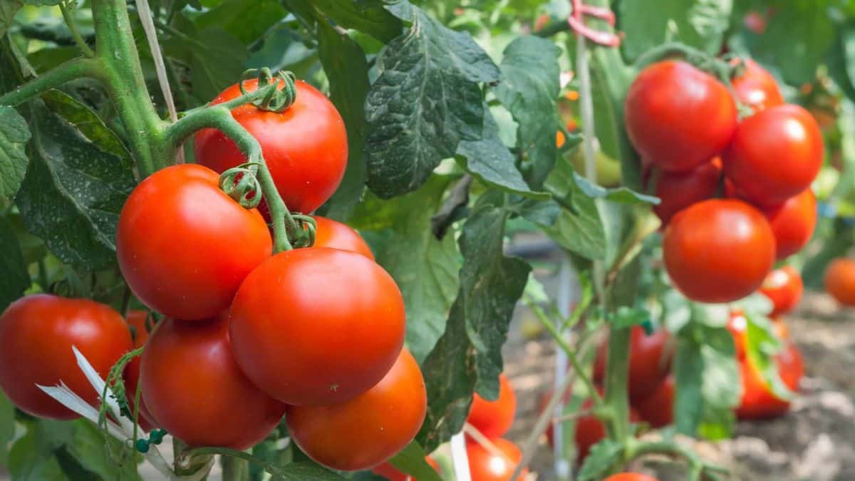 À Biskra, le coup de gueule d’un agriculteur contre les intermédiaires