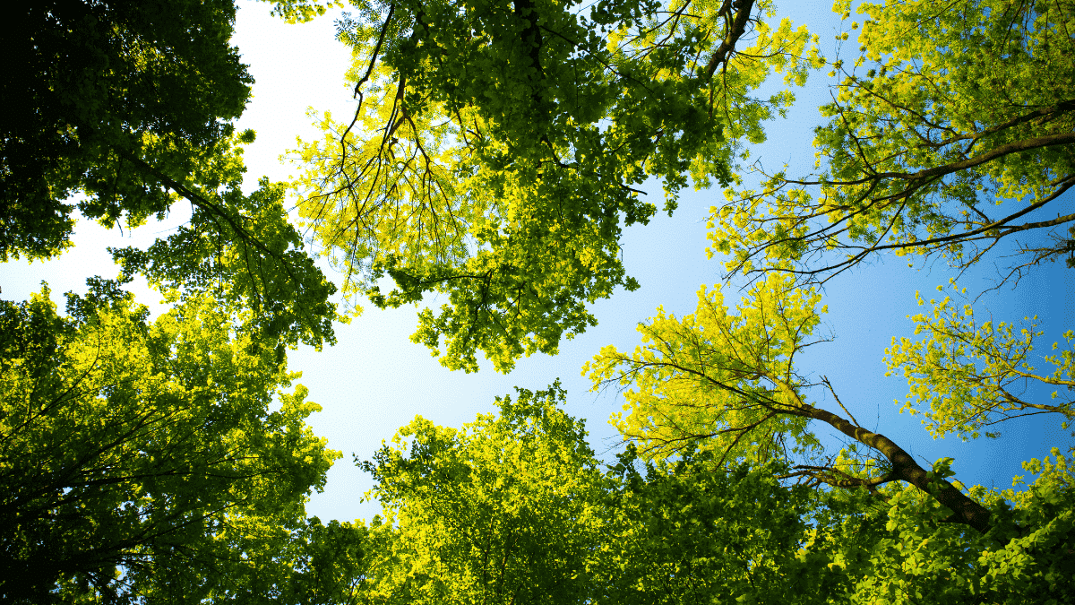 L’Algérie vise un million d’arbres plantés en une journée