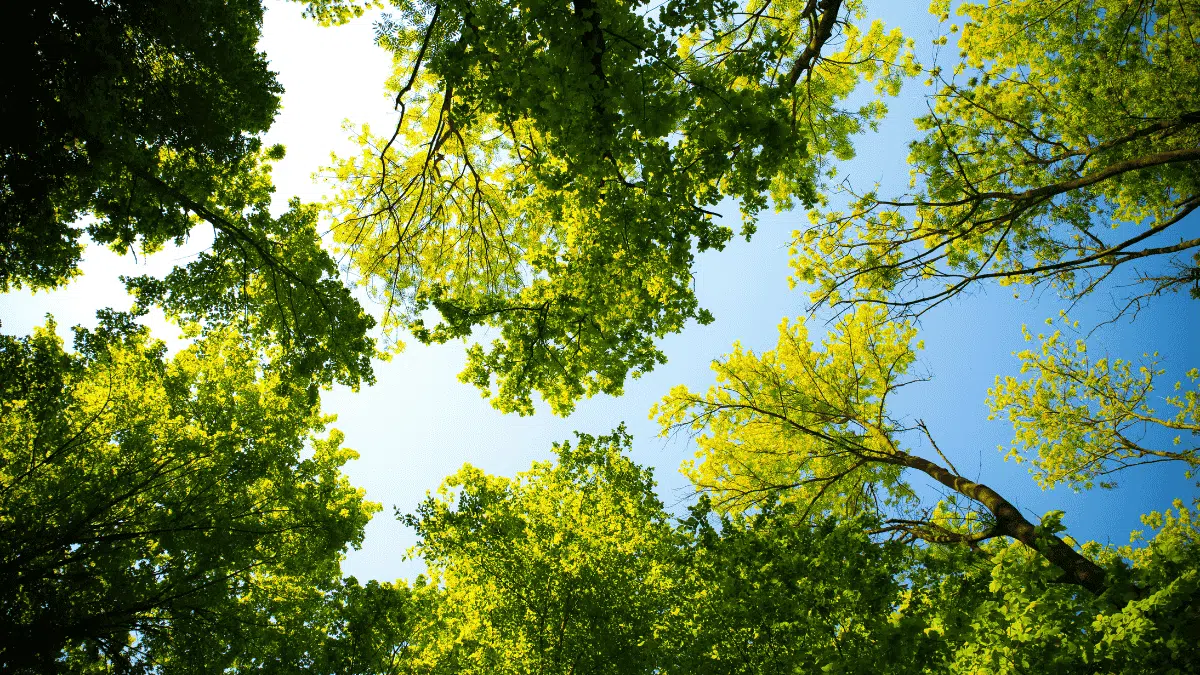 L’Algérie vise un million d’arbres plantés en une journée