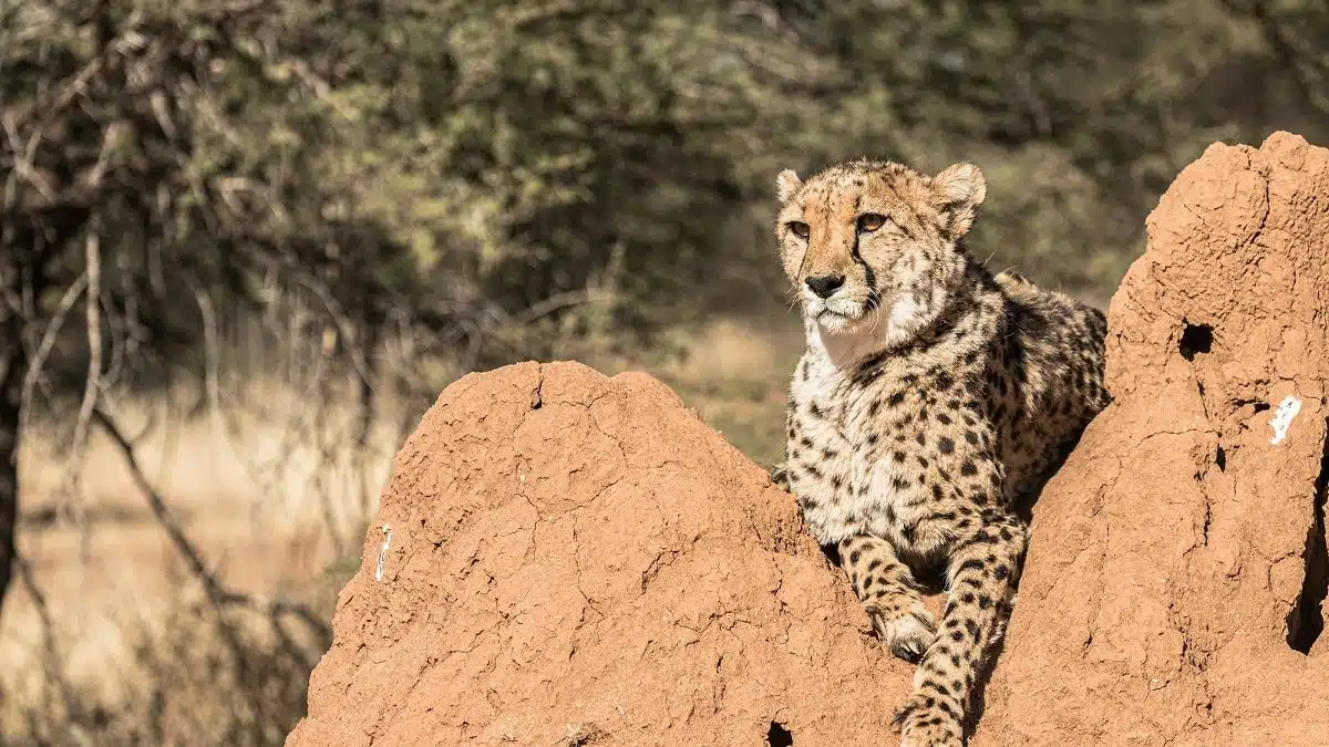 Sur les traces du guépard du désert, au cœur du Sud algérien