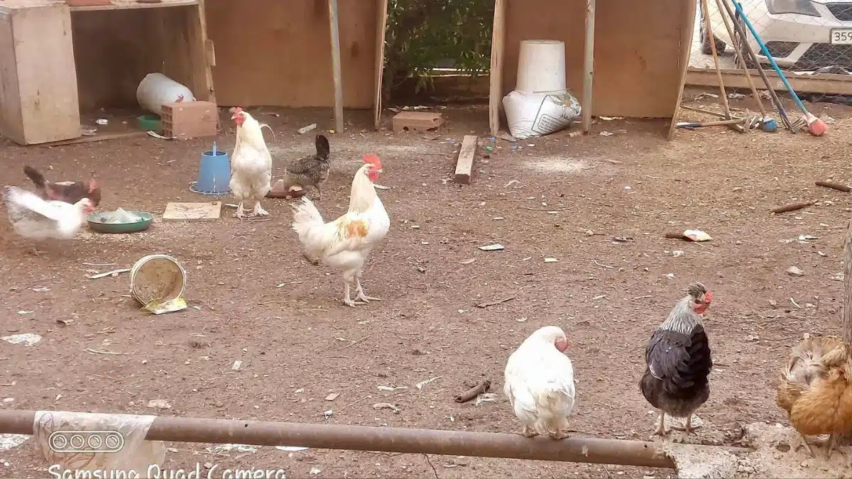 Algérie : il transforme un parc pour enfants en poulailler