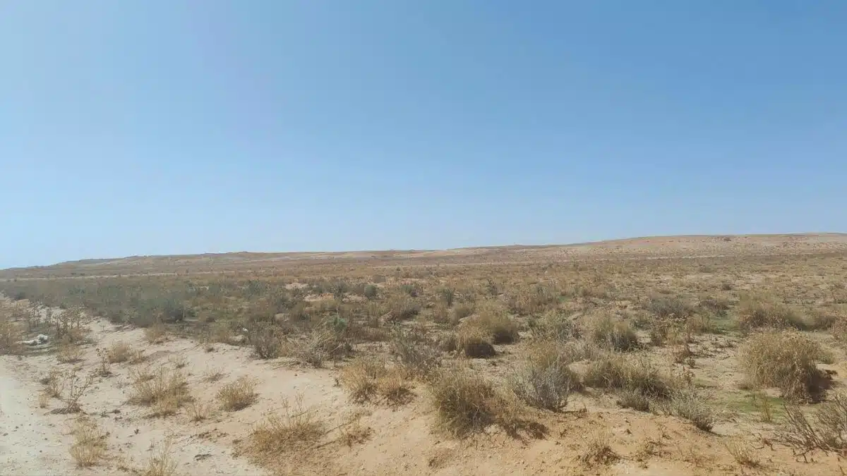 La steppe algérienne se meurt : un député sonne l’alarme