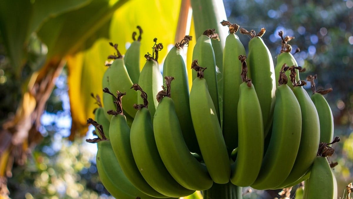 L’Algérie peut créer sa « banane méditerranéenne » !