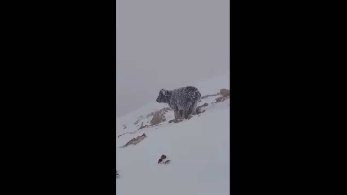 L’image d’un veau piégé dans une tempête de neige émeut les Algériens