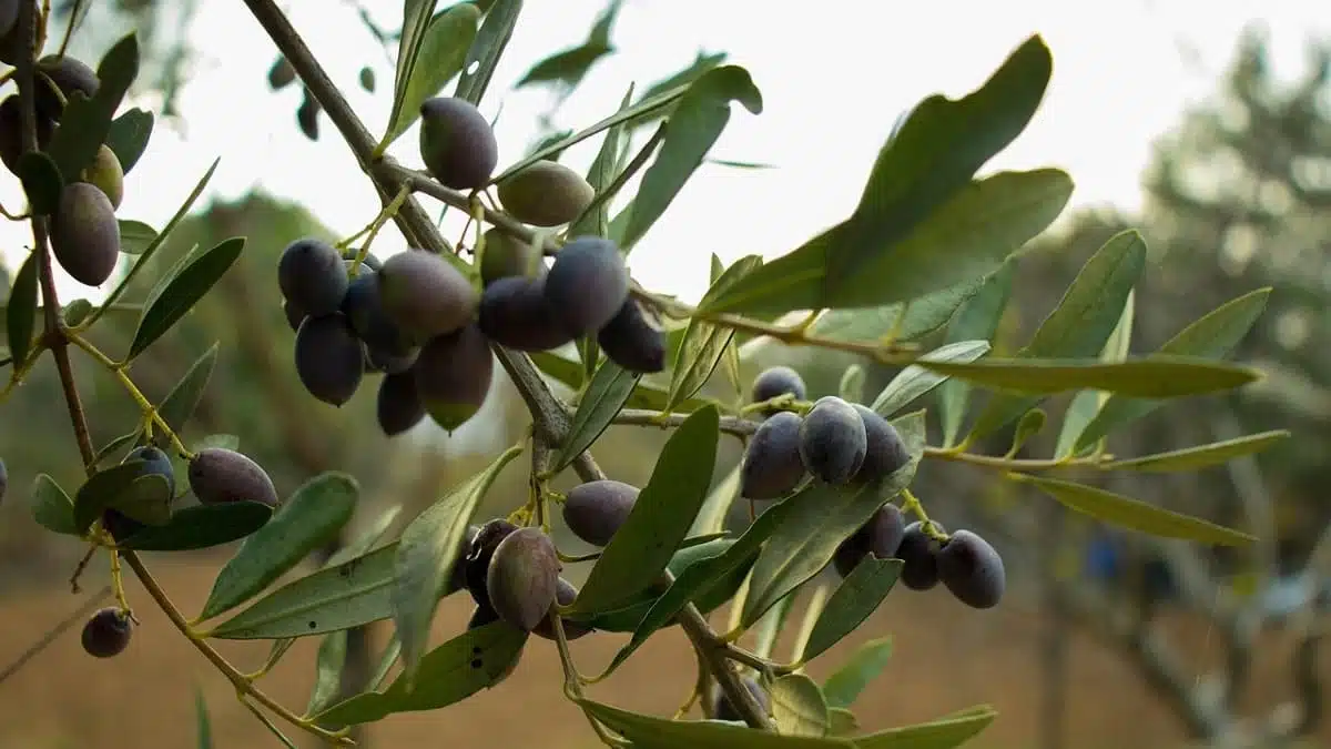 Algérie : comment des entreprises transforment les déchets d’olive en or