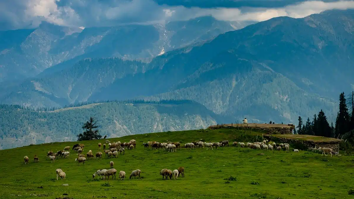 Algérie : quatre mesures clés pour relancer la production de viande et l’élevage