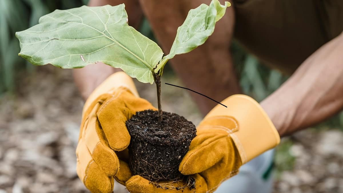 L’Algérie vise un nouveau record : planter 5 millions d’arbres en une journée