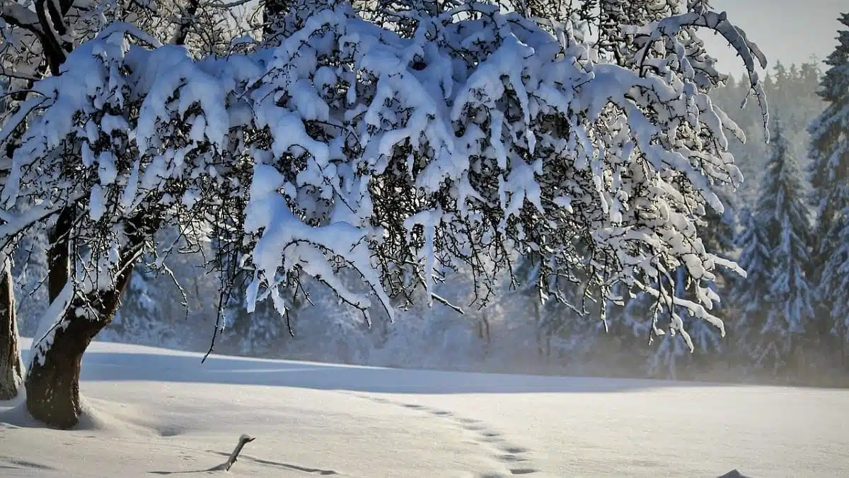 Alerte à la neige en Algérie : voici les wilayas concernées