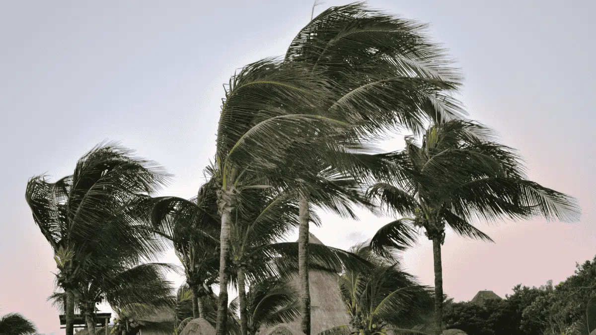 Jusqu’à 110 km/h : nouvelle alerte aux vents violents en Algérie
