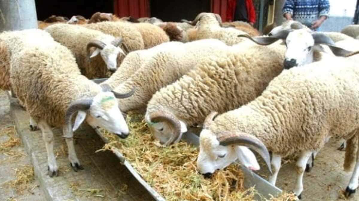Algérie : « Sheep Date », l’aliment innovant pour nourrir les moutons