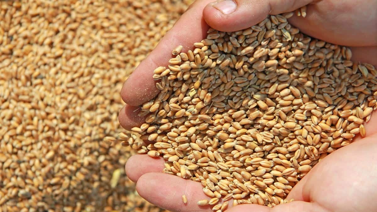 L’Algérie lance un nouvel appel d’offres pour l’importation de blé tendre