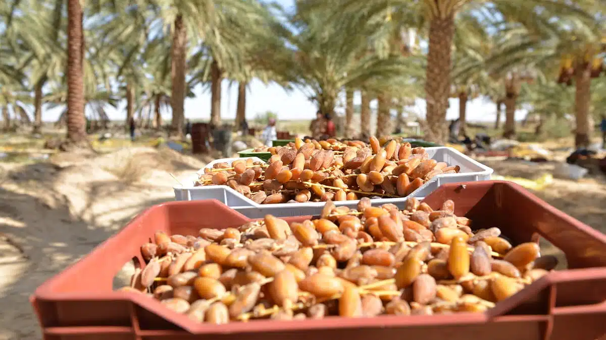 Dattes : l&rsquo;Algérie dans le top 3 mondial, mais nain à l&rsquo;export