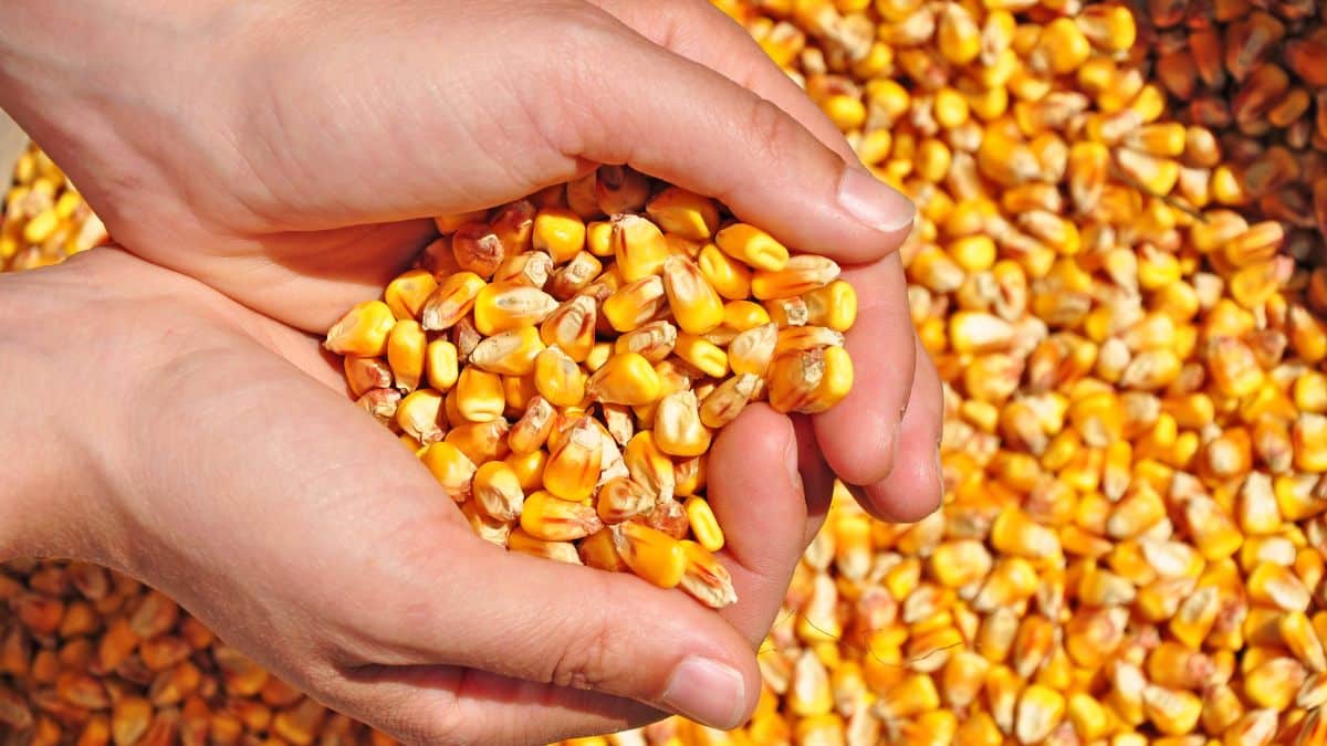 Maïs : l’Algérie mise sur le Sahara pour réduire sa dépendance aux importations