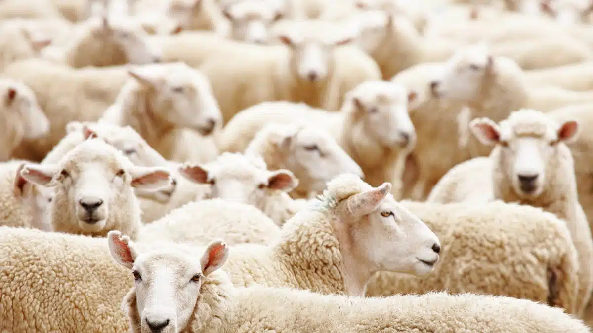 Poids, délai : l’Algérie fixe des conditions d’importation d’un million de moutons