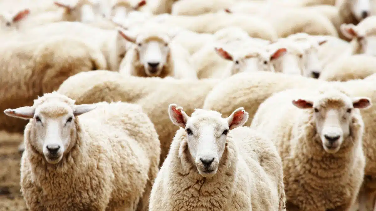 Moutons : pourquoi l&rsquo;Algérie ne peut pas compter sur l&rsquo;Espagne
