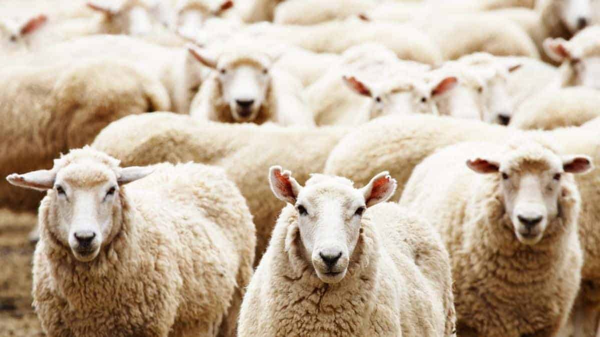 Algérie : le prix du mouton de l&rsquo;Aïd importé plafonné à 50.000 DA