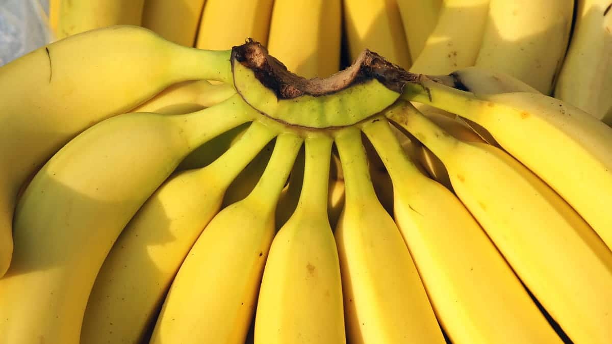 Algérie : saisie de 10 tonnes de bananes cachées dans un entrepôt