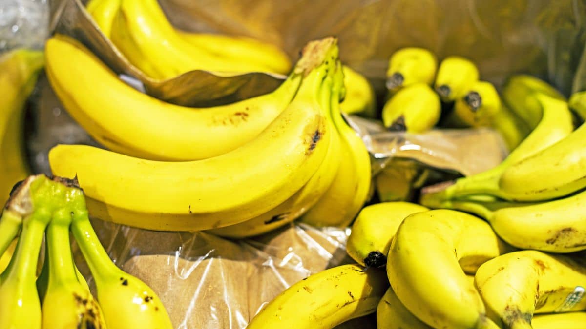 Banane : l&rsquo;Algérie dévoile un plan pour réduire une facture de 300 millions $