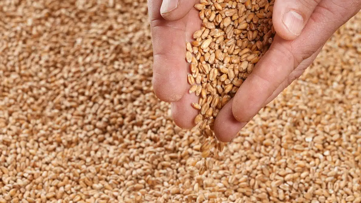 Blé : l’Algérie importe plus de deux millions de tonnes en 70 jours