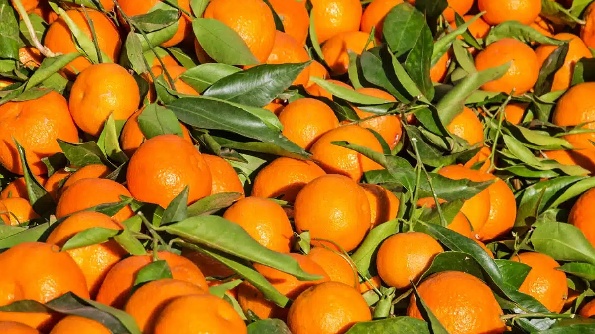 Des mandarines marocaines contaminées refoulées de Russie