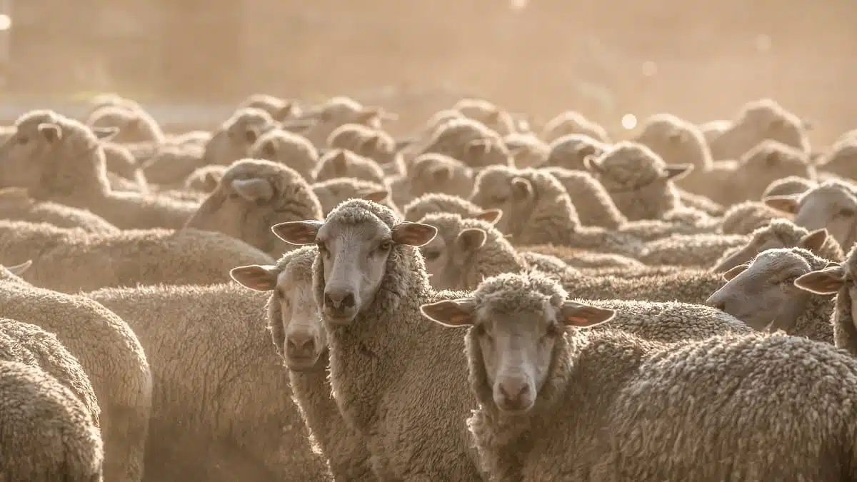 Importation d&rsquo;un million de moutons par l&rsquo;Algérie : le Kenya entre dans la course