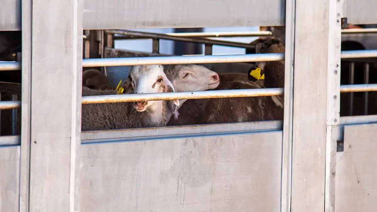 Algérie : importante mesure fiscale pour les moutons de l’Aïd el-Adha importés