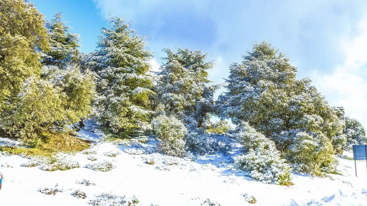 La neige de retour en Algérie : voici les régions concernées