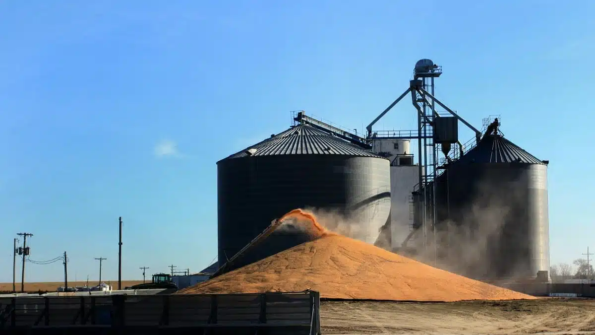 Céréales : pourquoi l&rsquo;Algérie muscle ses capacités de stockage